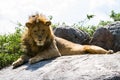 Male East African lion Panthera leo melanochaita on rock