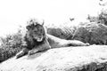 Male East African lion on a rock in black and white