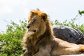 Male East African lion on a rock