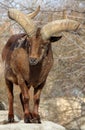 Male East Caucasian tur Capra caucasica cylindricornis Royalty Free Stock Photo