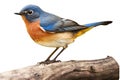 Male Eastern Blue Flycatcher (Siberian Blue Flycatcher) isolated on white background