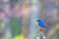 Male Eastern Bluebird Royalty Free Stock Photo