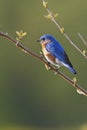 Male Eastern Bluebird Royalty Free Stock Photo