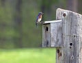 Male Eastern Bluebird