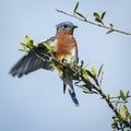 Male Eastern Bluebird Balancing on Tree Limb