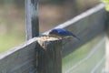 Male Eastern bluebird eating dried meal worms on fence post Royalty Free Stock Photo