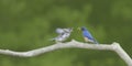 Male Eastern Bluebird Feeding Open-Mouthed Fledgling