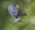 Male Eastern bluebird in flight Royalty Free Stock Photo