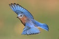 Male Eastern Bluebird in flight Royalty Free Stock Photo