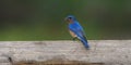 Male Eastern bluebird with an insect on a wooden fence Royalty Free Stock Photo