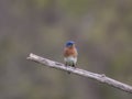 Male Eastern Bluebird with Mealworm