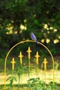 Male Eastern bluebird perched on top of yellow garden trellis Royalty Free Stock Photo