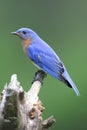 Male Eastern Bluebird (Sialia sialis) Royalty Free Stock Photo