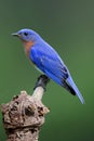 Male Eastern Bluebird (Sialia sialis)