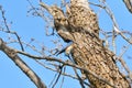 Male Eastern Bluebird Sialia sialis entering nesting hole in Texas mesquite tree Royalty Free Stock Photo