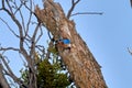 Male Eastern Bluebird Sialia sialis exiting nesting hole in Texas mesquite tree Royalty Free Stock Photo