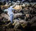 Male eastern bluebird Sialia sialis in flight over rocky surface Royalty Free Stock Photo