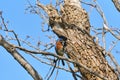 Male Eastern Bluebird Sialia sialis in front of nest hole in Texas mesquite tree holding an insect in its beak Royalty Free Stock Photo