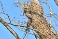 Male Eastern Bluebird Sialia sialis in front of nest hole in Texas mesquite tree holding an insect in its beak Royalty Free Stock Photo