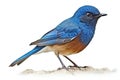 Male Eastern Bluebird (Sialia sialis) isolated on white background Royalty Free Stock Photo