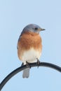 Male Eastern Bluebird Sialia sialis