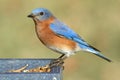 Male Eastern Bluebird Sialia sialis Royalty Free Stock Photo