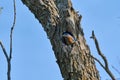 Male Eastern Bluebird Sialia sialis peeking out of mesquite tree hole nest Royalty Free Stock Photo