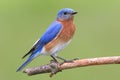 Male Eastern Bluebird Royalty Free Stock Photo