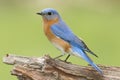 Male Eastern Bluebird Sialia sialis Royalty Free Stock Photo