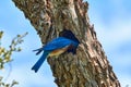 Male Eastern Bluebird Sialia sialis perched on edge on nesting hole feeding chicks in Texas Royalty Free Stock Photo