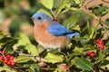 Male Eastern Bluebird Royalty Free Stock Photo