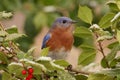 Male Eastern Bluebird