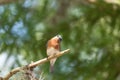 Male eastern bluebird Sialia sialis perches on a branch high in a tree Royalty Free Stock Photo