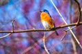 Male Eastern Bluebird, Sialia sialis, Perching on a Bare Branch in Spring