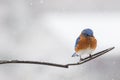 Male Eastern Bluebird Sialia sialis Royalty Free Stock Photo