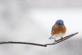 Male Eastern Bluebird Sialia sialis