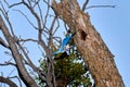 Male Eastern Bluebird Sialia sialis with wing spread landing on nesting hole in Texas mesquite tree Royalty Free Stock Photo