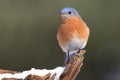 Male Eastern Bluebird in Snow