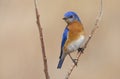 Male Eastern Bluebird in the Springtime Air Royalty Free Stock Photo