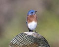 Male eastern bluebird standing atop a wooden pole not far from White Rock Lack in Dallas, Texas.