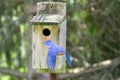 Male Bluebird Leaving a Nesting Box Royalty Free Stock Photo