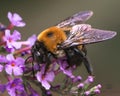 Male Eastern Carpenter Bee (Xylocopa virginica) on purple butterfly bush flowers Royalty Free Stock Photo