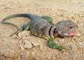 Male Eastern Collared Lizard, Crotaphytus collaris Royalty Free Stock Photo