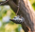 Male eastern downy woodpecker hanging onto a twig Royalty Free Stock Photo