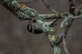 Downy woodpecker on a branch closeup Royalty Free Stock Photo