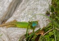 Male Eastern Green Lizard basking on plastic sheet