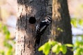 Male Eastern hairy woodpecker seen in vertical profile griping a tree trunk next to its nest Royalty Free Stock Photo