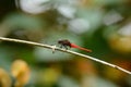 Male Eastern Scarlet Darter (Crocothemis servilia)