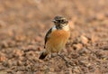 Male Eastern Stonechat (Saxicola stejnegeri)