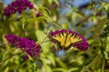 Male Eastern Tiger Swallowtail